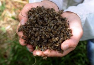 La canicule : conséquences sur les abeilles