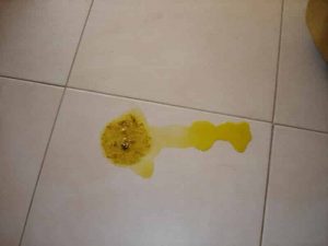 Pourquoi mon chien vomit jaune ?