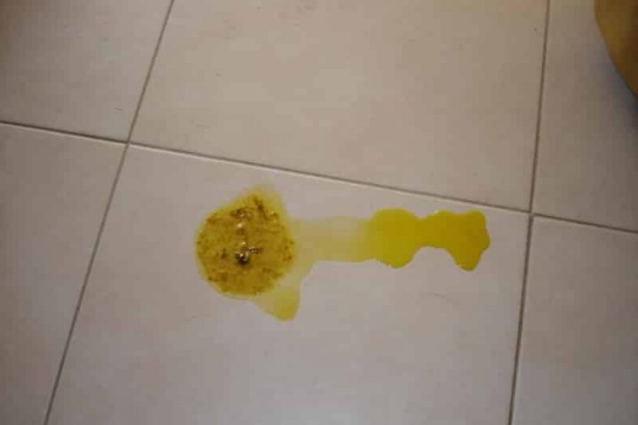 Pourquoi mon chien vomit jaune ?